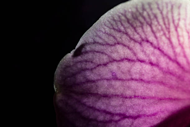 istock Macro of Pink Orchid Leaf on Black Background 1378965598