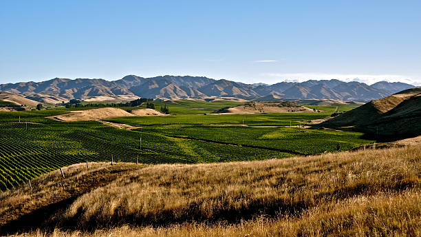 Vineyards - Marlborough, New Zealand Vineyards enclosed between hills and mountains - Marlborough, NZ 2011 marlborough new zealand stock pictures, royalty-free photos & images