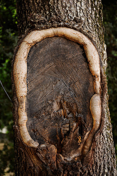 Tree trunk stock photo