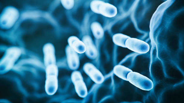 abs lactobacillus bulgaricus batteri - microbiologia foto e immagini stock