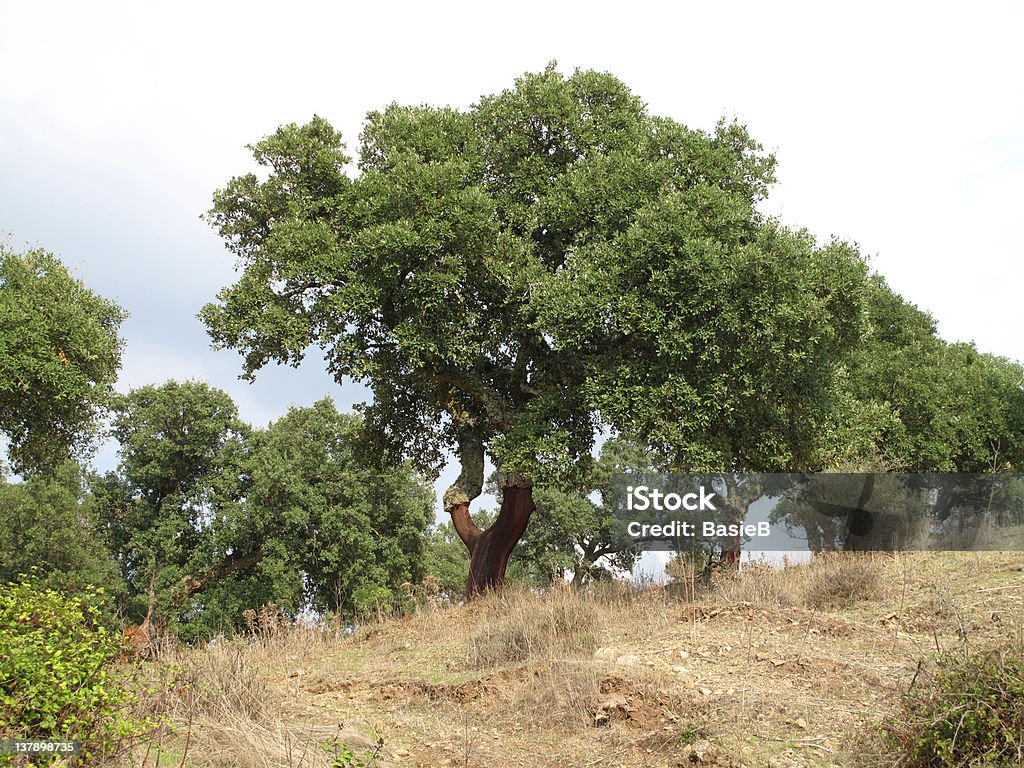 Cork oak (Coastal suber - Lizenzfrei Ausgedörrt Stock-Foto