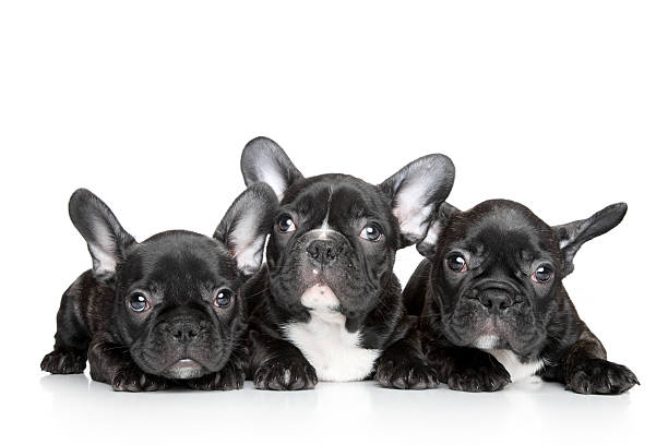 istock French bulldog puppies on a white background 137898820