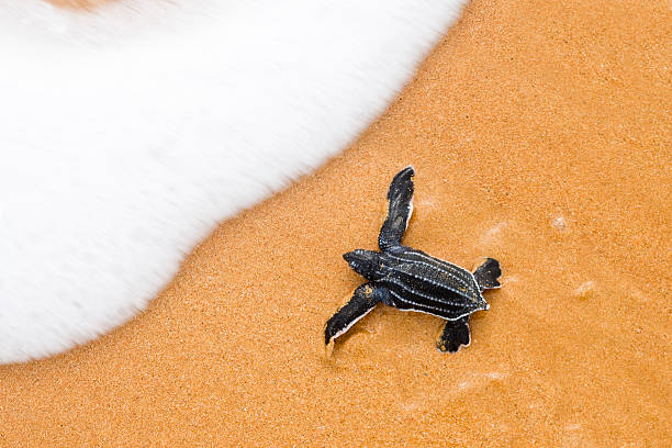 sólo hatched de un huevo bebé laúd creeps al mar - turtle young animal beach sand fotografías e imágenes de stock