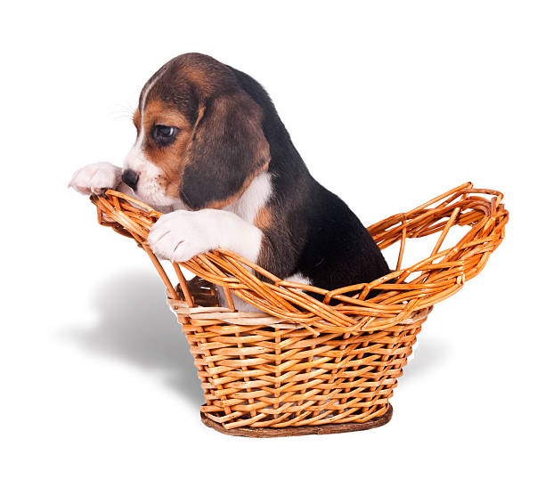 istock Sad beagle puppy in the basket 137899363