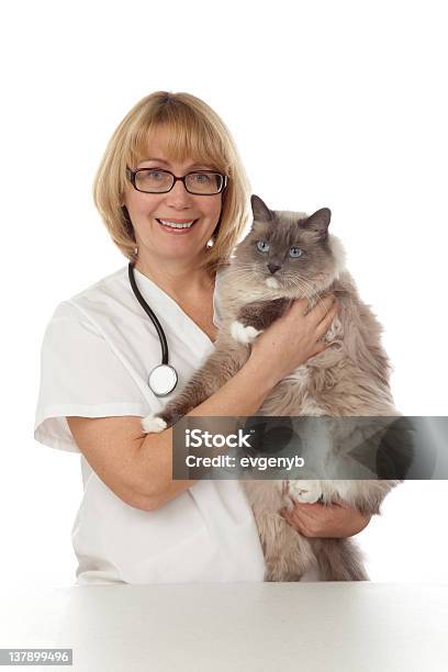 수의사 자본가 고양잇과에 대한 스톡 사진 및 기타 이미지 - 고양잇과, 동물, 동물 병원