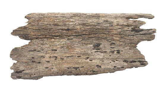 log wood texture isolated on white background,Clipping path
