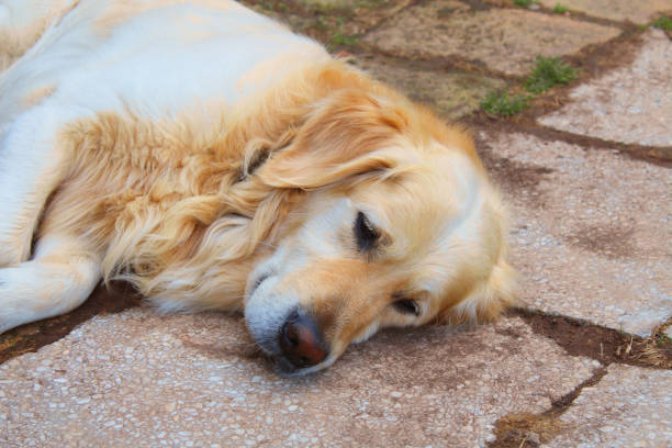 istock The dog is resting. Close-up. Background. 1379019008