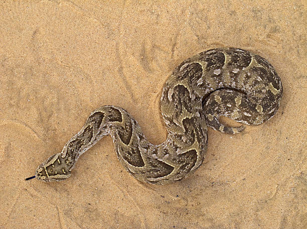 Puff adder A poisonous puff adder (Bitis arietans) snake puff adder bitis arietans stock pictures, royalty-free photos & images