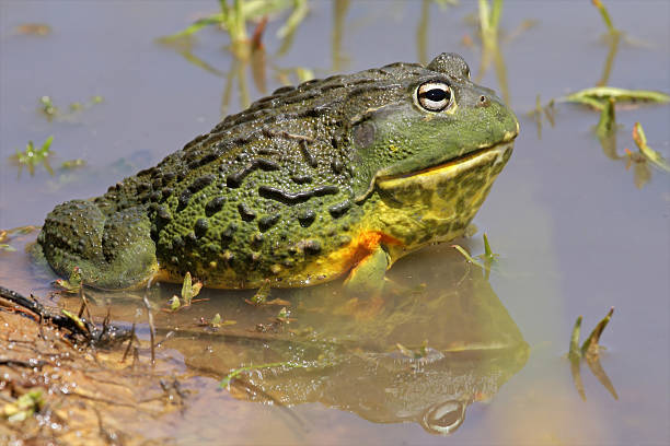 african giant ochsenfrosch - bullfrog frog amphibian wildlife stock-fotos und bilder