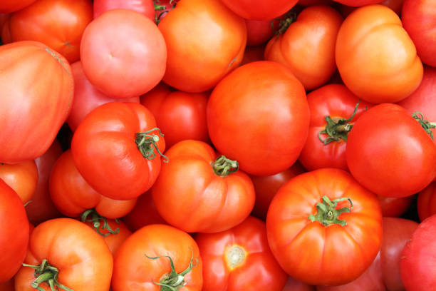 istock Red ripe tomatoes. Environmentally friendly product. Without a genetically modified organism. Close-up. Background. Texture. 1379026389