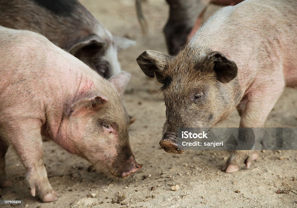 豚のお料理 - 豚小屋のロイヤリティフリーストックフォト
