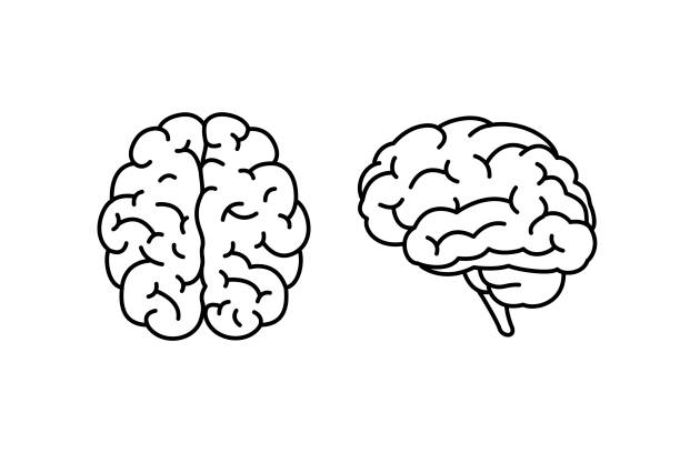 인간의 뇌 상단과 fside 보기 - brain stock illustrations