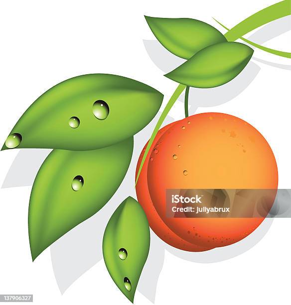 Ilustración de Melocotón De Orange y más Vectores Libres de Derechos de Melocotonero - Melocotonero, Melocotón, Rama - Parte de planta