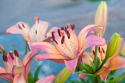 Close-up of rich salmon petal color softening to coral pink with yellow accents. Morning light, summertime in Washington State.