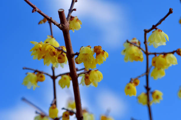 istock Winter Sweet / Chimonanthus praecox 1379074439