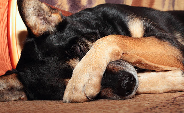 chien sur le nez - mains devant les yeux photos et images de collection