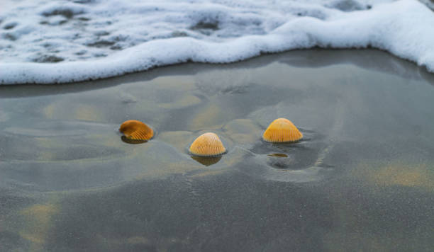 istock Shell on the beach at sunrise or sunset. Seashell on the summer beach with sand and wave. Summer background. 1379088710
