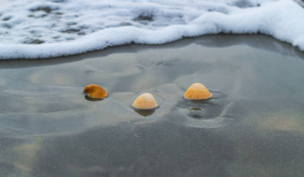 istock Shell on the beach at sunrise or sunset. Seashell on the summer beach with sand and wave. Summer background. 1379089132
