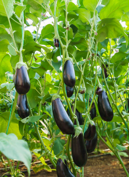 istock Ripe eggplants growing in the vegetable garden 1379089649