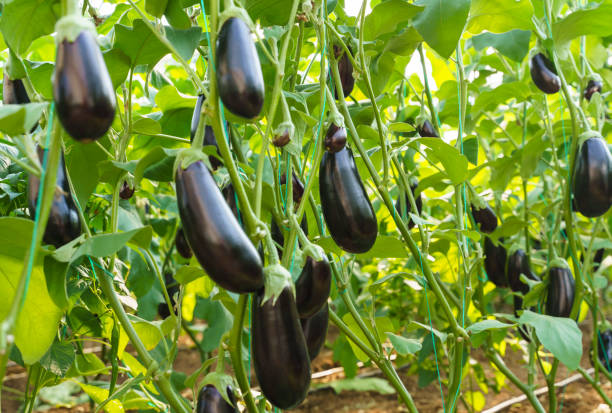 istock Ripe eggplants growing in the vegetable garden 1379090179