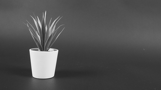 Artificial plants or plastic or fake tree on black background.