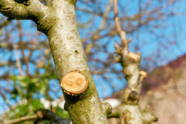 branchement de pommier taillé - apple apple tree branch fruit photos et images de collection