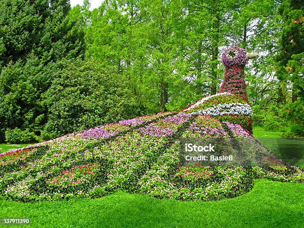 Bellissimi Fiori Pavone - Fotografie stock e altre immagini di Aiuola - Aiuola, Albero, Ambientazione esterna