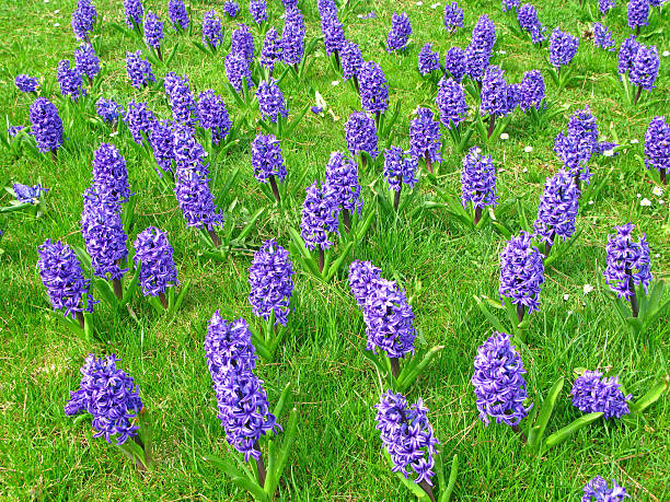 Blue hyacinth in the meadow