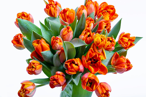 Bouquet of red-yellow tulips on a white background. Close-up, selective focus.