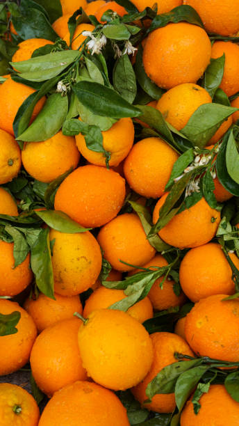 istock Ripe Moroccan oranges close up vertical 1379117995