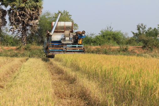 tractor harvester a field of rice