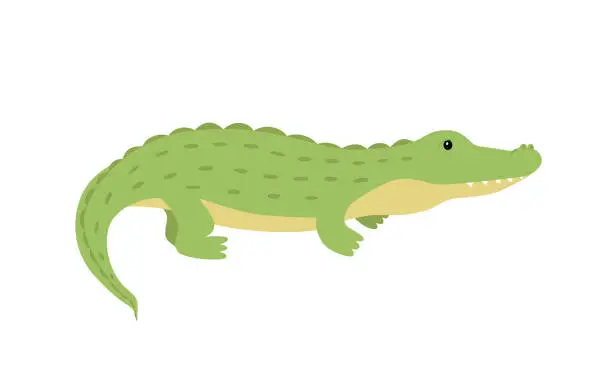 Vector illustration of Crocodile cute cartoon alligator. Vector illustration of an African predator animal isolated on white.