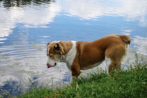 A dog on the shore of a forest lake drinks water from it. Full-length portrait of a white-red dog. The dog licks its lips, close-up. Reflection of the blue sky in the water. Green grass on the shore