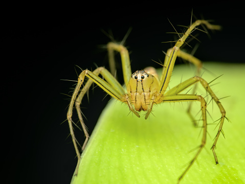 Close up of tea leaves and the spider working on his web. Sao Miguel island, Azores.