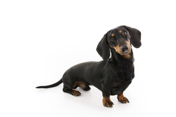 portrait male dachshund puppy dog looking side. isolated on white background - side view dog dachshund animal imagens e fotografias de stock