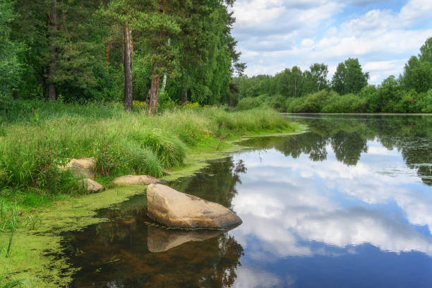 Summer forest landscape with a large artistic stone lying in a pond and bright Ural nature (Russia) on a hot sunny day. Forest and cumulus clouds are reflected in the water of the lake