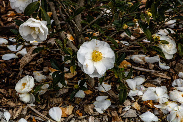 camelia japonesa blanca en flor. jardín botánico, auckland, nueva zelanda - auckland region fotografías e imágenes de stock