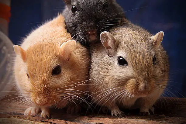 three gerbils relaxing together in a cuddling pyramid formation watching TV (that's what humans serve as)