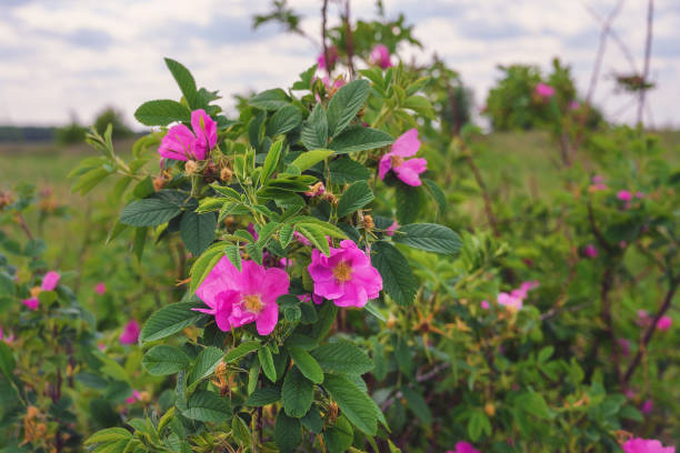 istock A wild rose bush with purple flowers 1379130099