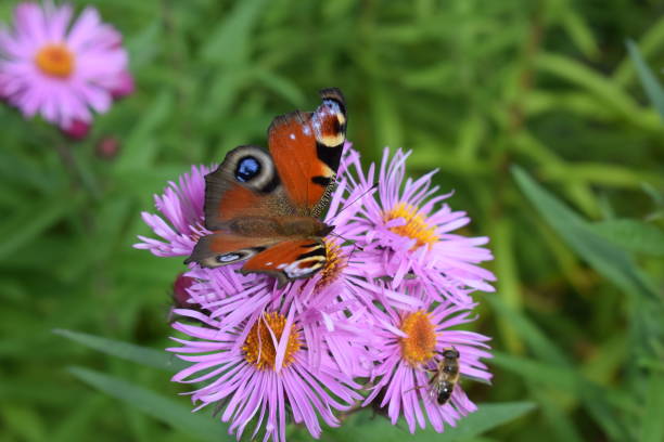 istock European peacock butterfly 1379130142