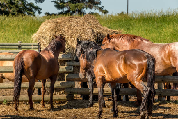 istock Horses in the paddock Historic Ranch Red Deer County Alberta Canada 1379130174