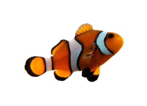 A clownfish (Amphiprion Ocellaris) on a white background.