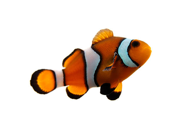 Clownfish A clownfish (Amphiprion Ocellaris) on a white background. amphiprion percula stock pictures, royalty-free photos & images