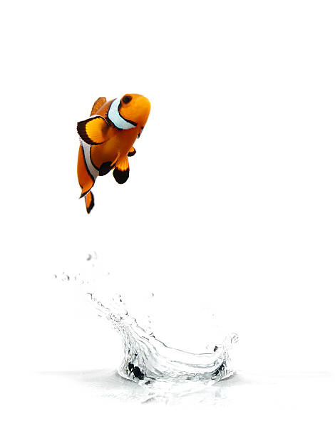 Jumping Clownfish A clownfish jumping out of the water. amphiprion percula stock pictures, royalty-free photos & images