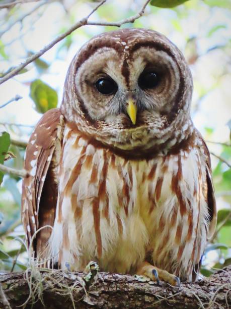istock A Wild Cute Owl Looking at Camera 1379139808