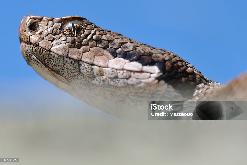 Alpine viper Porträt und blauem Himmel - Lizenzfrei Alpen Stock-Foto