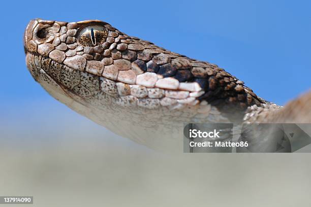 Alpine Viper Porträt Und Blauem Himmel Stockfoto und mehr Bilder von Alpen - Alpen, Anakonda, Berg