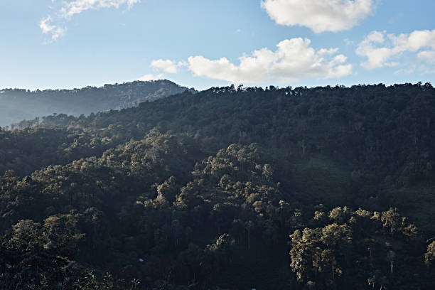 istock Beautiful mountain landscape of Doi Chang hill 1379141521