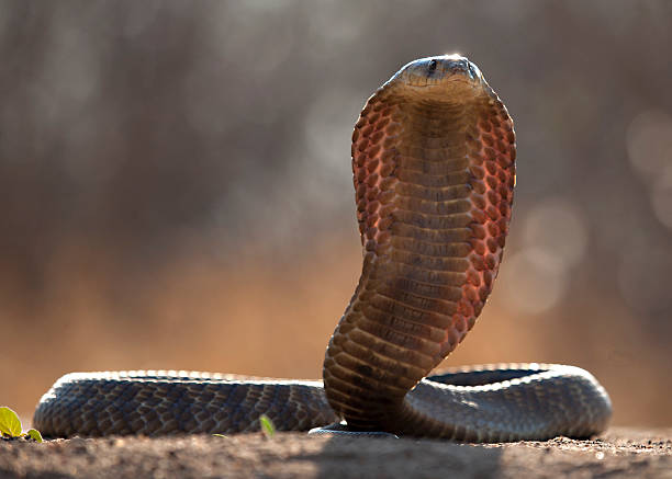 serpent cobra snouted (naja annulifera - snouted photos et images de collection