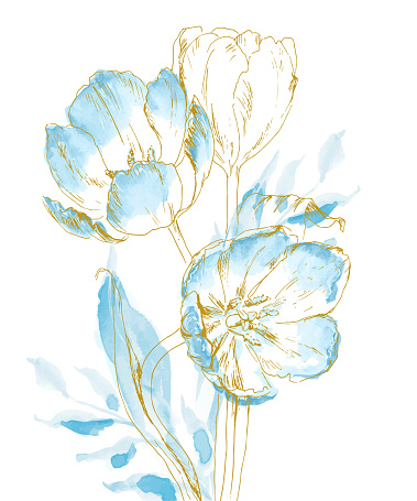 Gold & blue tulips illustration drawn with pencil and watercolors. Design with floral sketching can be used as greeting card, wedding invitation, wall decoration and more.